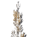 Pine Tree Mirrored Brass Frame Wall Art by Lavishway | Art Gallery-51298