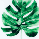 Cheese Plant Glass Gold Frame Wall Art by Lavishway | Art Gallery-51288