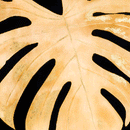 Cheese Plant Gold Frame Wall Art by Lavishway | Art Gallery-51216