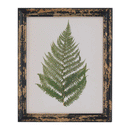 Rustic Framed Botanical Fern Wall Art by Lavishway | Art Gallery-51203